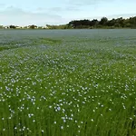 Cap Soleil Saint-Denis-d'Oleron