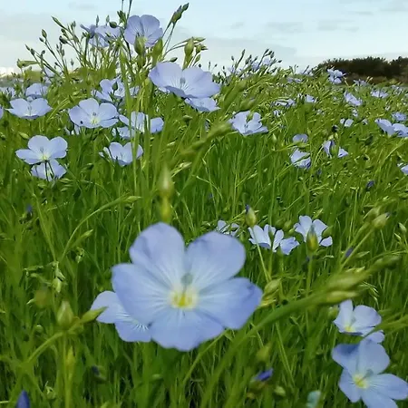 Camping Camping Cap Soleil Saint-Denis-dʼOléron
