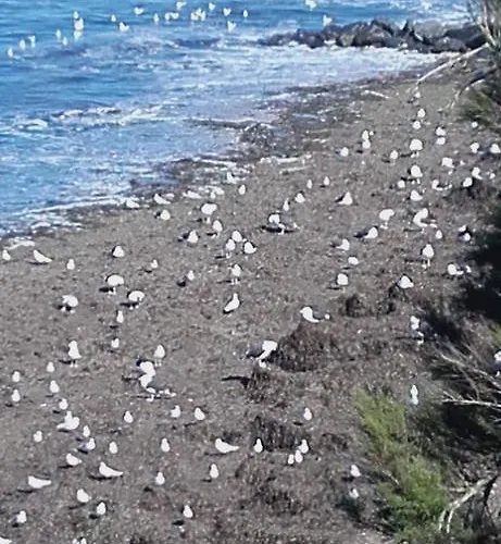 Cap Soleil 4* Saint-Denis-d'Oleron
