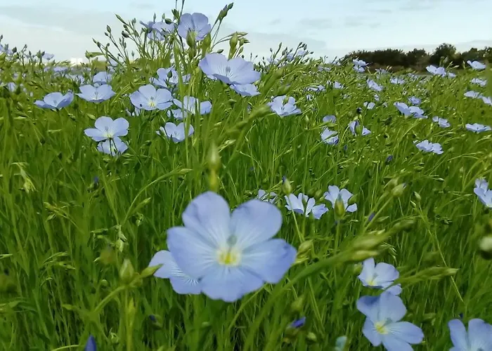 Campsite Cap Soleil Saint-Denis-d'Oleron