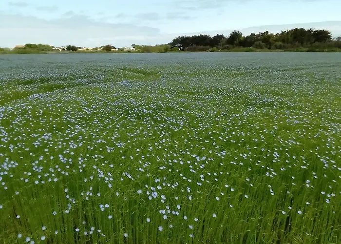 Cap Soleil Saint-Denis-d'Oleron